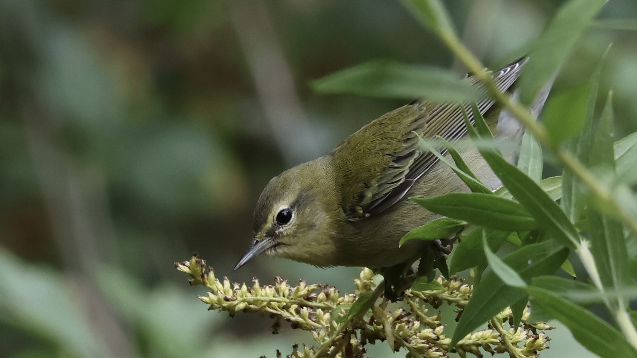 Tennessee Warbler (Leiothlypis peregrina)