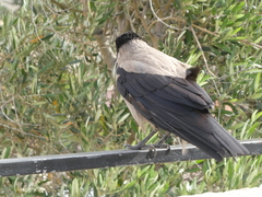 Corvus cornix