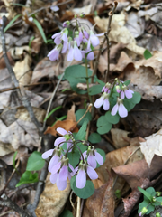 Cardamine douglassii