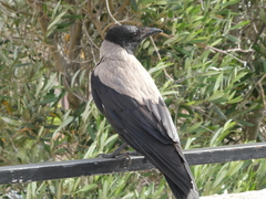 Corvus cornix