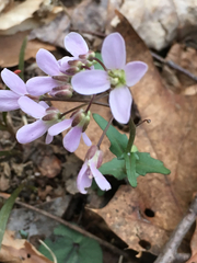 Cardamine douglassii
