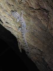 Phyllodactylus reissii