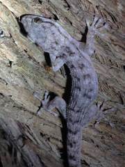 Phyllodactylus reissii