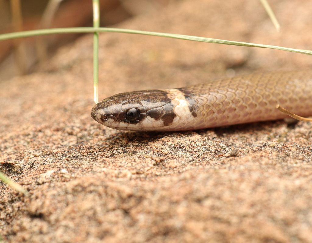 Chihuahuan Black-Headed Snake