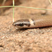 Chihuahuan Black-headed Snake - Photo (c) Mason S., some rights reserved (CC BY-NC), uploaded by Mason S.