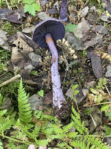 Cortinarius violaceus — no rights reserved