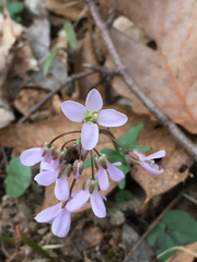 Cardamine douglassii