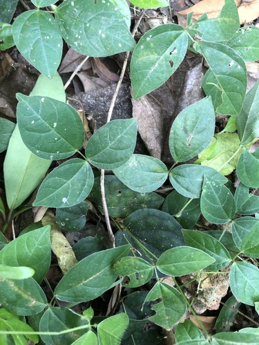 Sarawak bean (Vigna hosei)