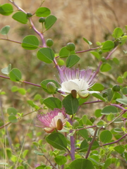 Capparis zoharyi