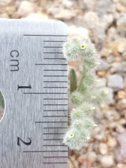 Johnstonella pusilla