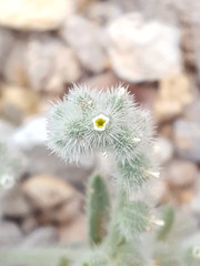 Johnstonella pusilla