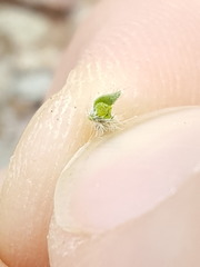 Johnstonella pusilla