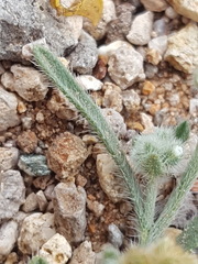 Johnstonella pusilla