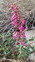 Penstemon clevelandii clevelandii