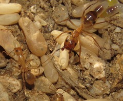 Camponotus festinatus