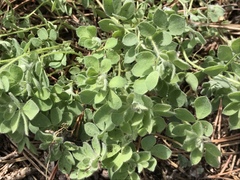 Acmispon heermannii heermannii