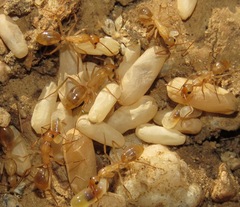 Camponotus festinatus