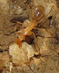 Camponotus festinatus