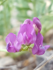 Astragalus allochrous