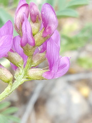Astragalus allochrous