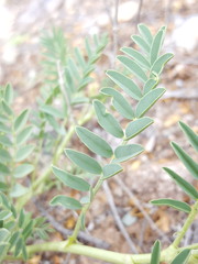 Astragalus allochrous