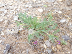 Astragalus allochrous