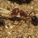 San Julio Harvester Ant - Photo (c) Rich Hoyer, some rights reserved (CC BY-NC-SA), uploaded by Rich Hoyer