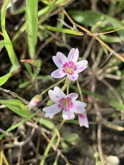 Claytonia exigua