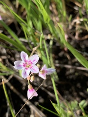 Claytonia exigua