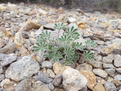 Lupinus concinnus orcuttii
