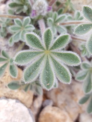 Lupinus concinnus orcuttii