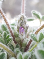 Lupinus concinnus orcuttii