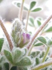 Lupinus concinnus orcuttii