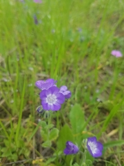 Phacelia patuliflora
