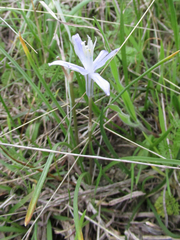 Androstephium coeruleum