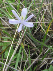 Androstephium coeruleum