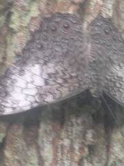 Hamadryas amphichloe