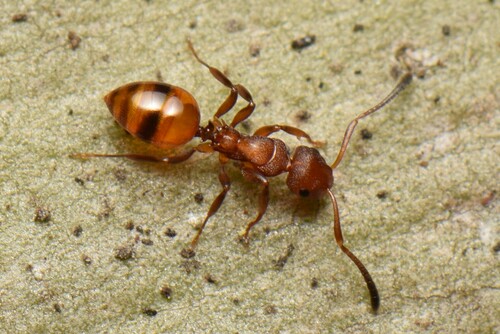 Stigmacros barrettiStigmacros barretti