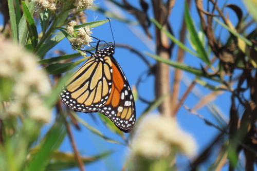 iNaturalist observation photo of Monarch
