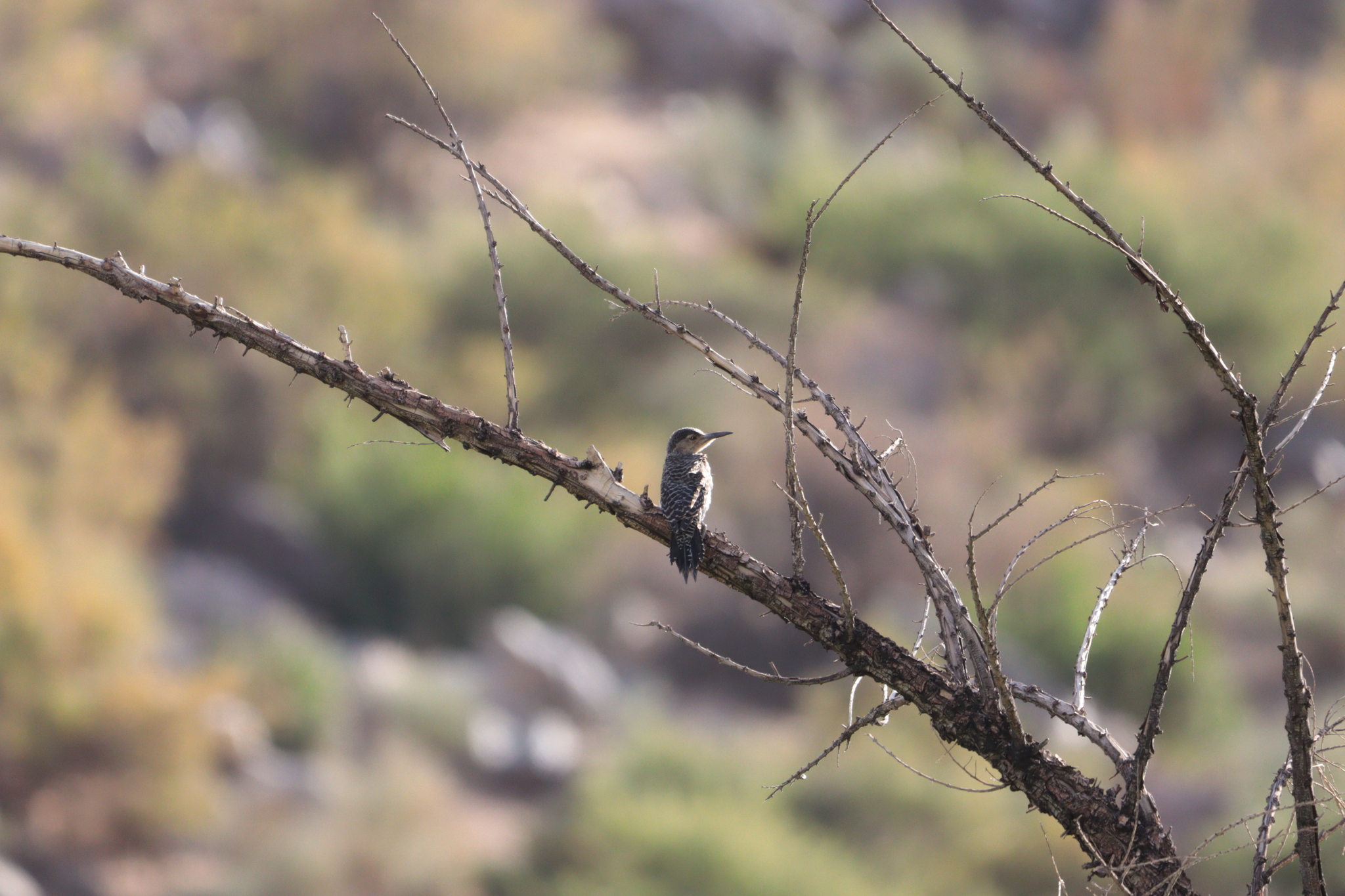 Chilean Flicker (Colaptes pitius)