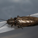 Common Alderfly - Photo (c) Yannick Juvé, some rights reserved (CC BY-NC), uploaded by Yannick Juvé
