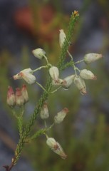 Erica urna-viridis