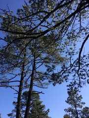 Pinus cooperi
