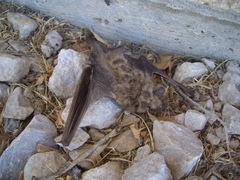 Myotis velifer