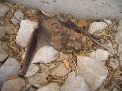 Myotis velifer