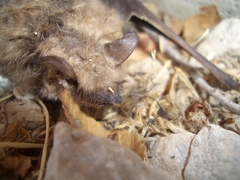 Myotis velifer