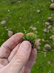 Crassula aquatica