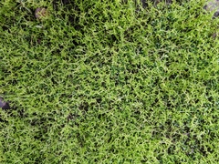 Crassula aquatica