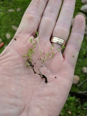 Crassula aquatica
