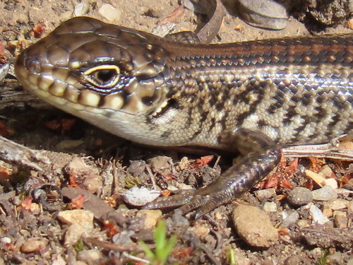 South-western Rock-skink, Liopholis pulchra